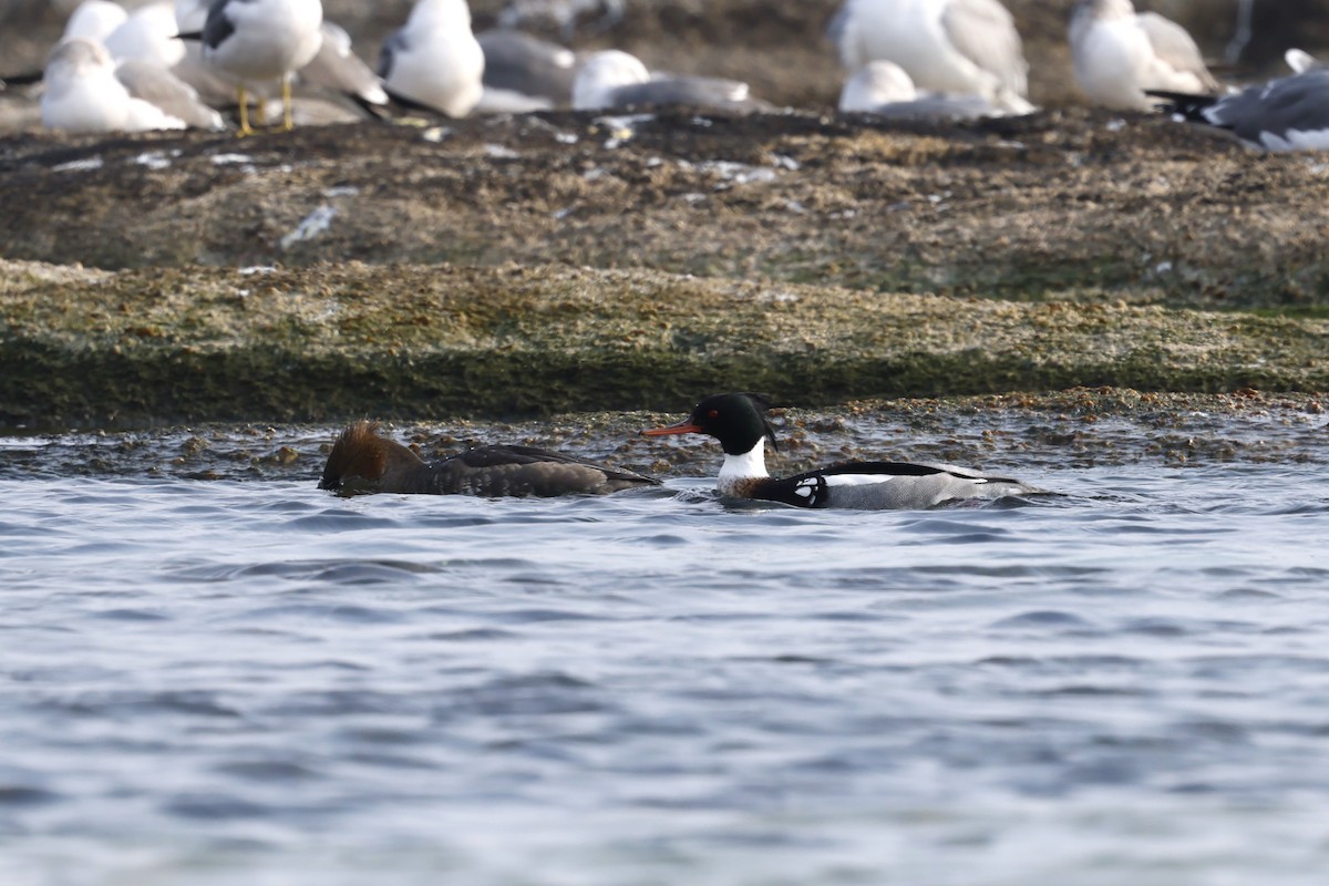 Red-breasted Merganser - ML628966875