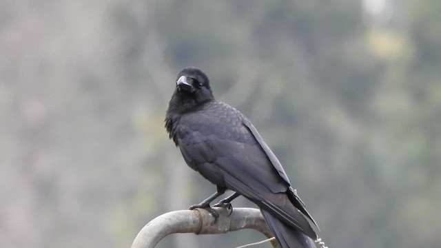 Large-billed Crow - ML628966906