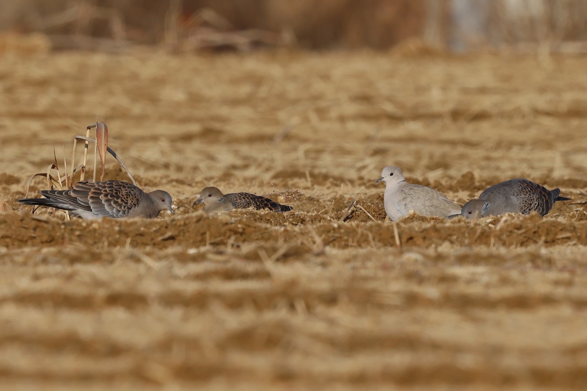 Oriental Turtle-Dove - ML628967042