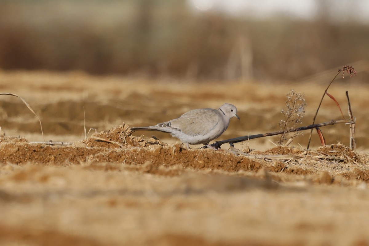 Eurasian Collared-Dove - ML628967052