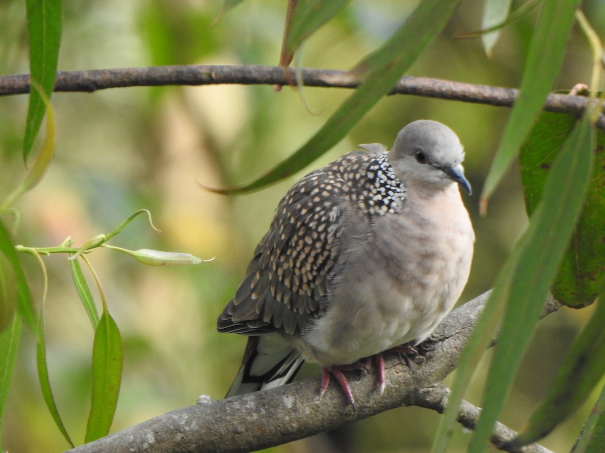 Spotted Dove - ML628967316