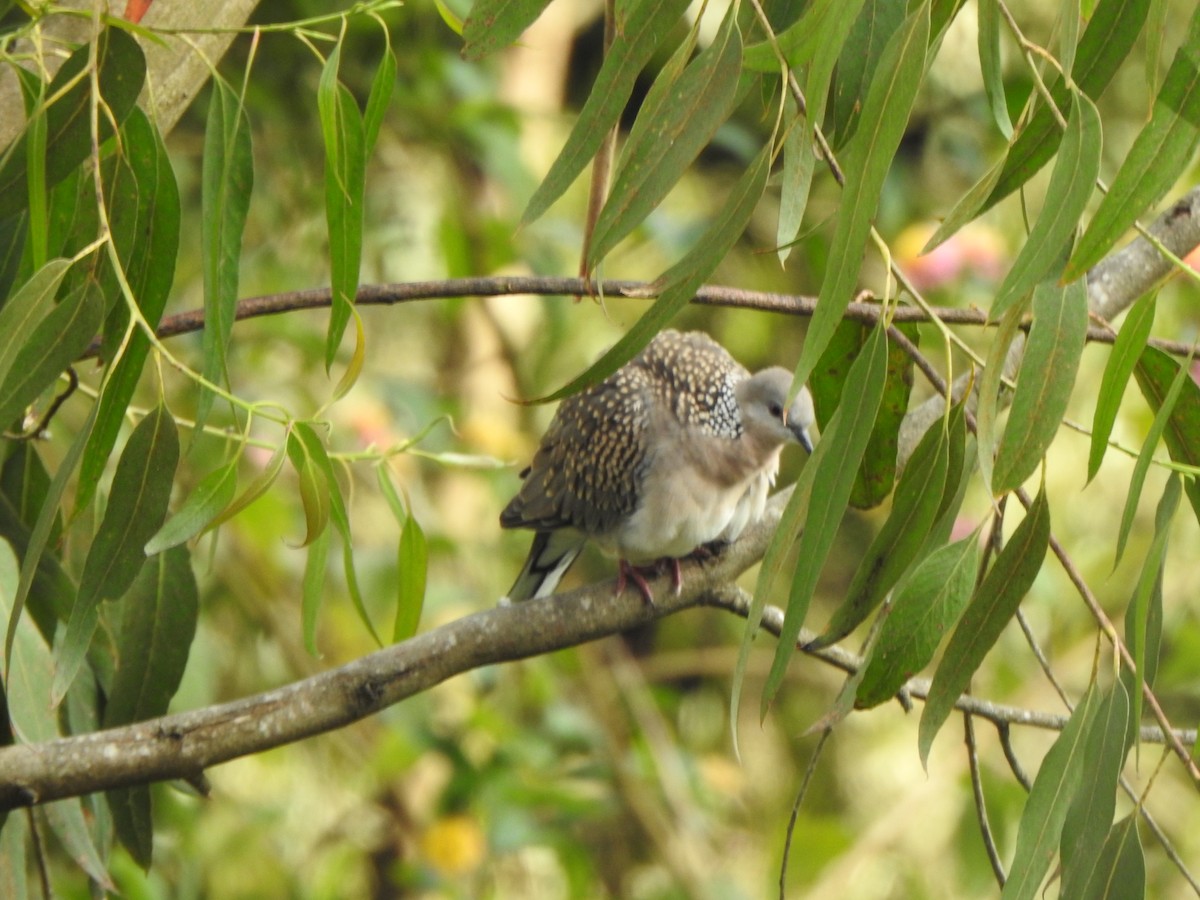 Spotted Dove - ML628967317