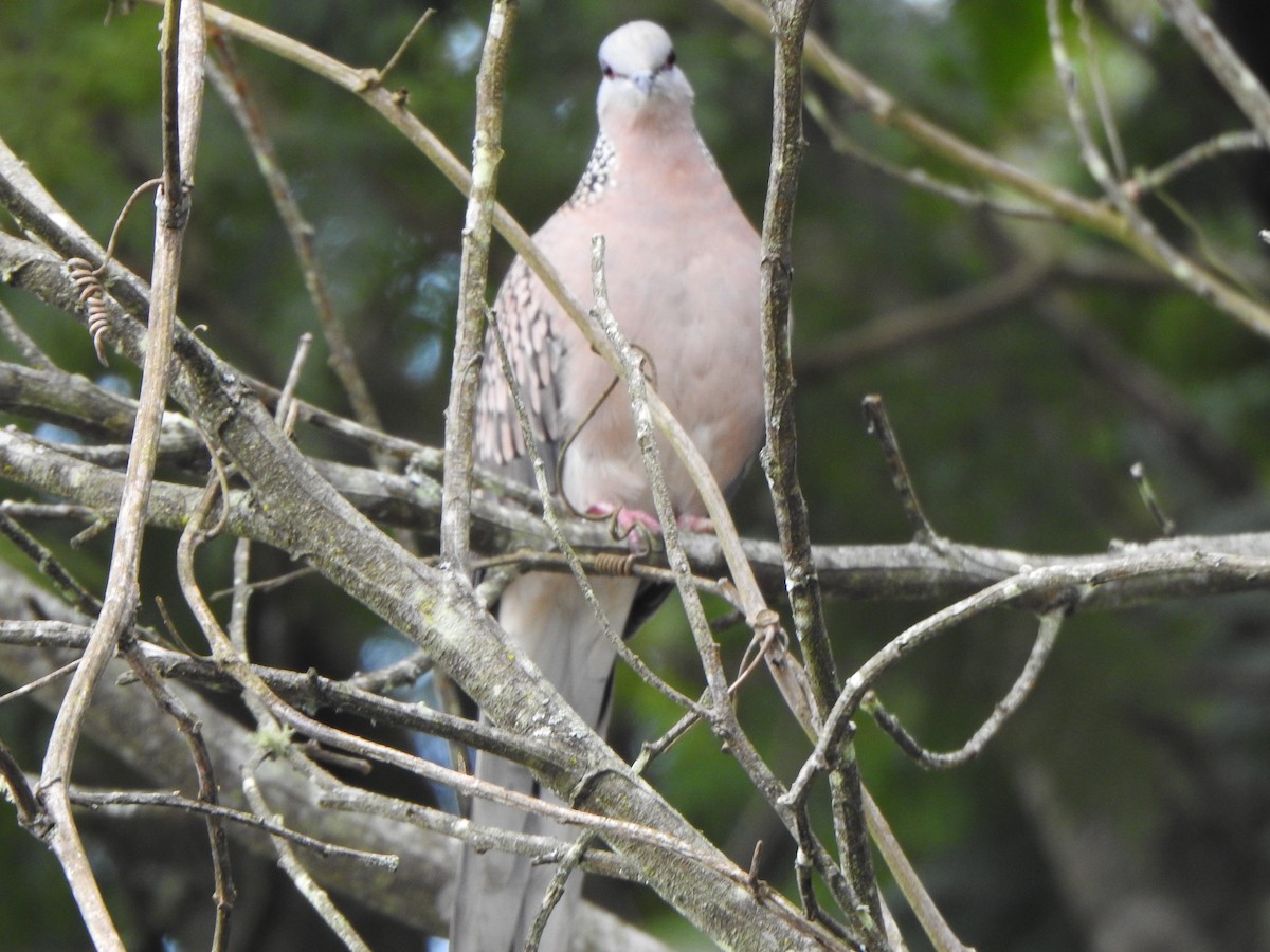 Spotted Dove - ML628967318