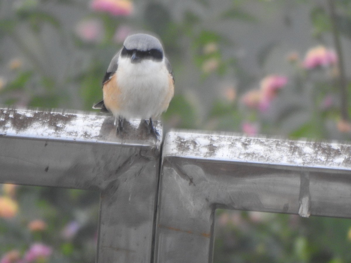 Long-tailed Shrike - ML628967329