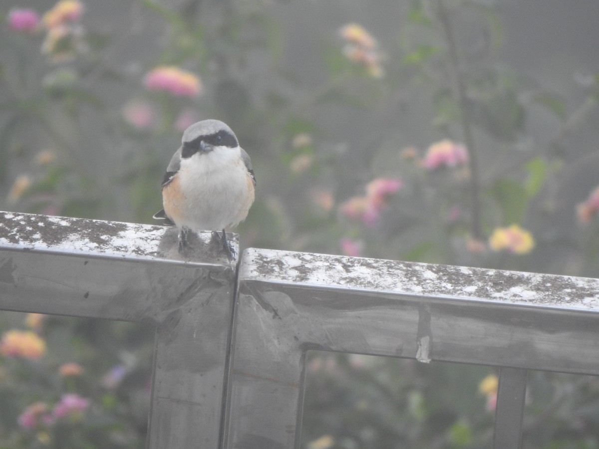 Long-tailed Shrike - ML628967330