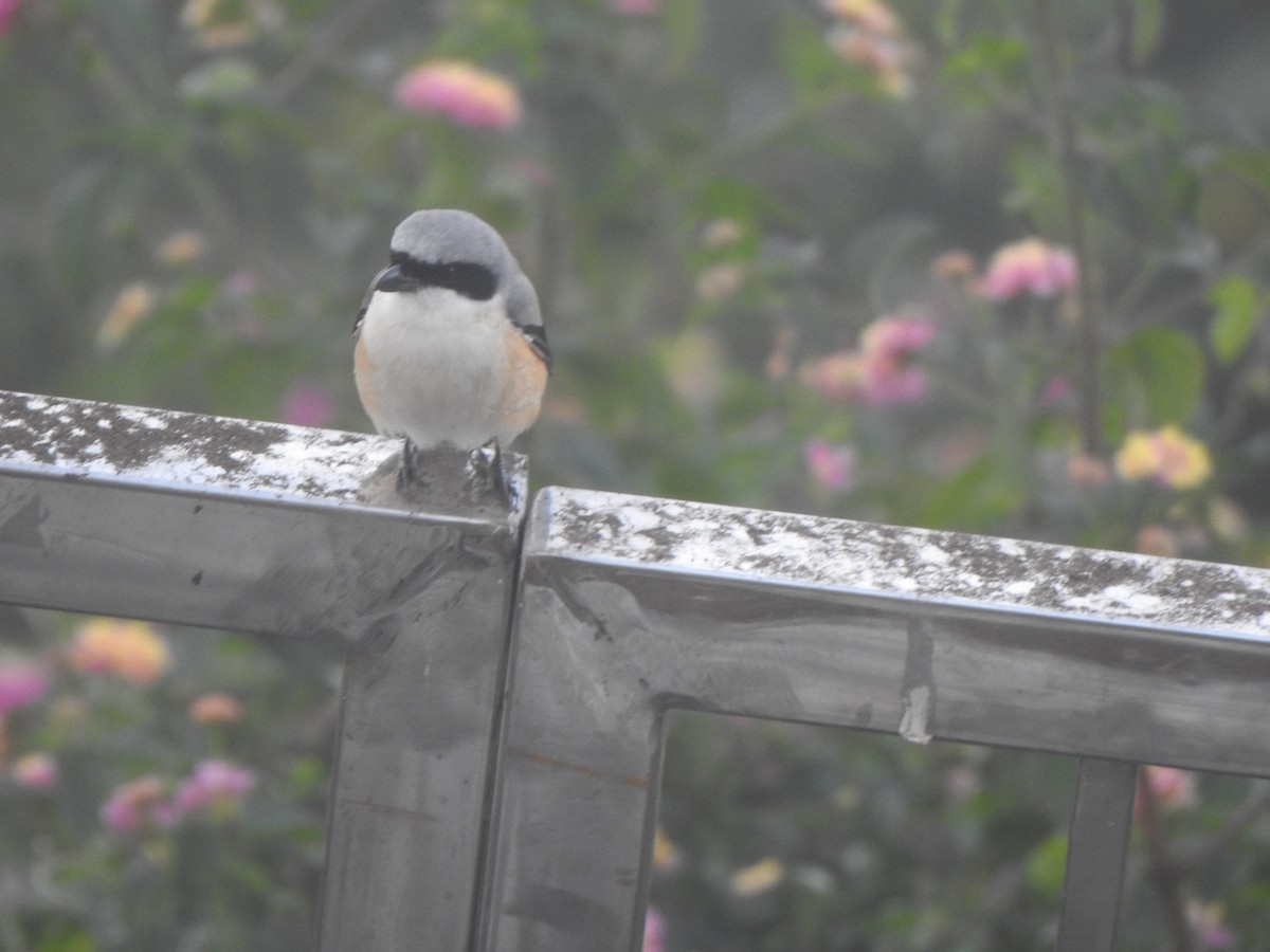 Long-tailed Shrike - ML628967331
