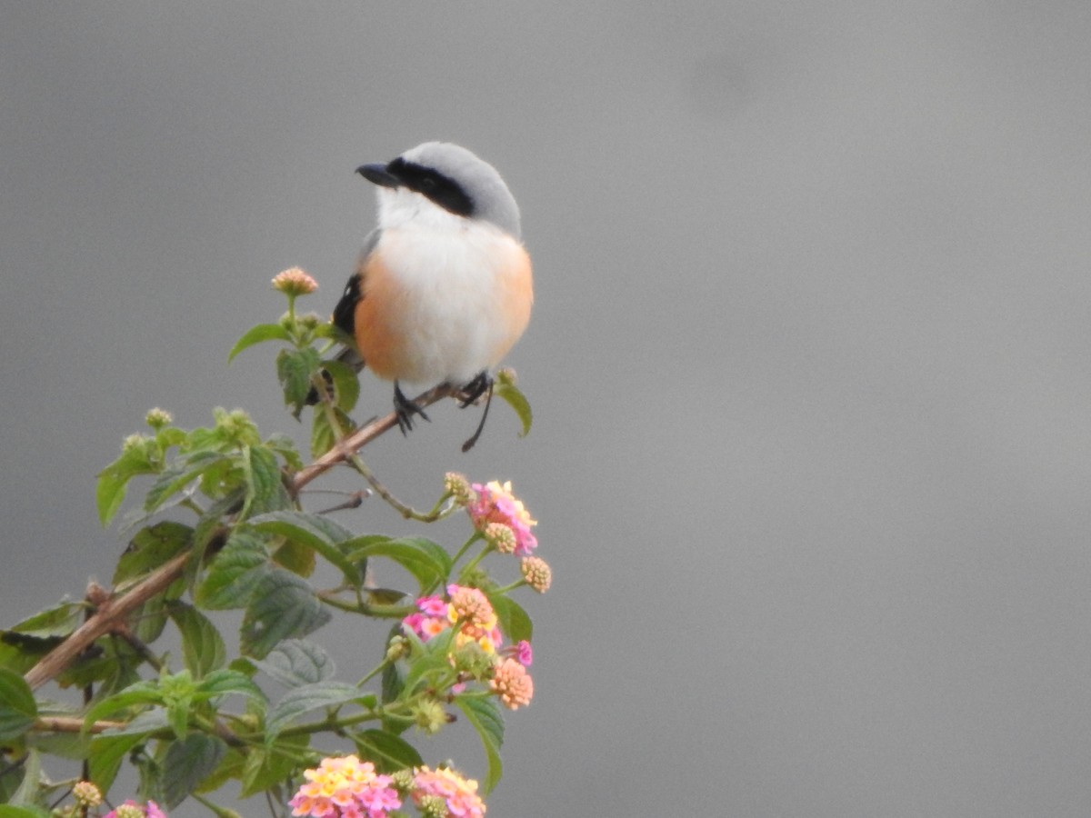 Long-tailed Shrike - ML628967335