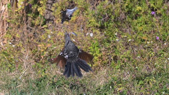 Greater Coucal (Greater) - ML628967424