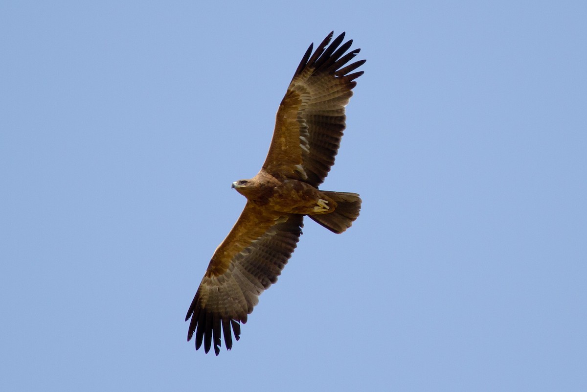 Tawny Eagle - ML628967446