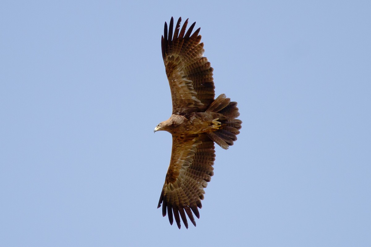 Tawny Eagle - ML628967447