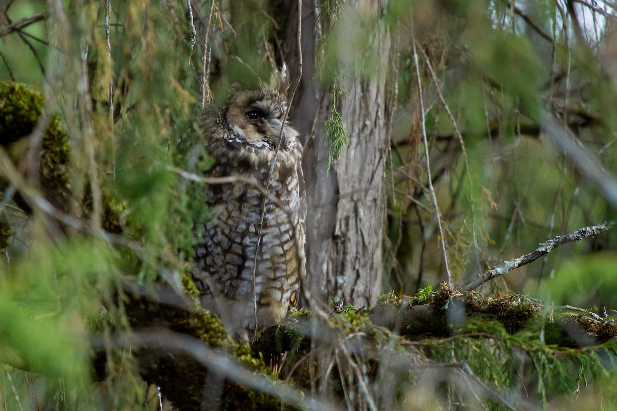 Abyssinian Owl - ML628967457
