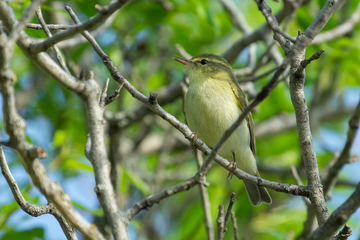 Green Warbler - ML628967485