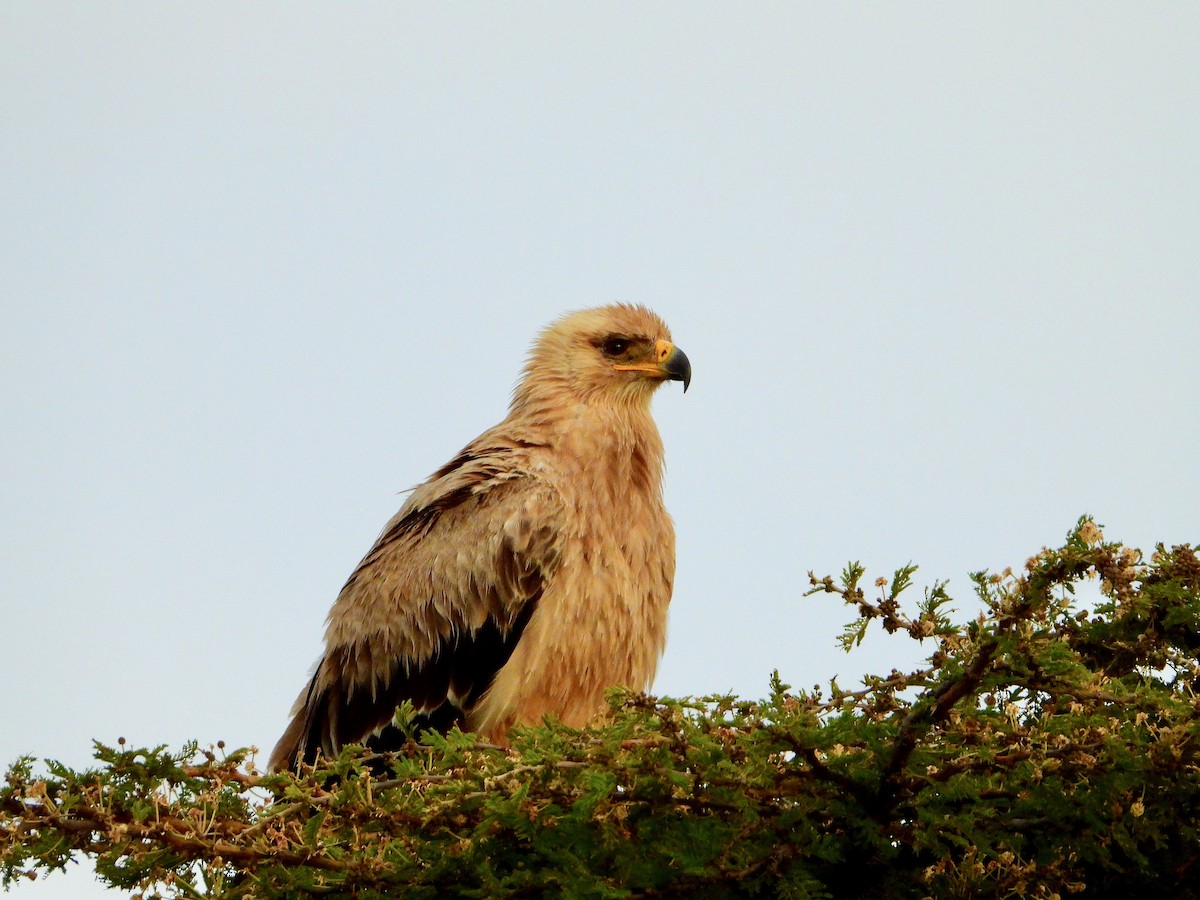 Tawny Eagle - ML628967518