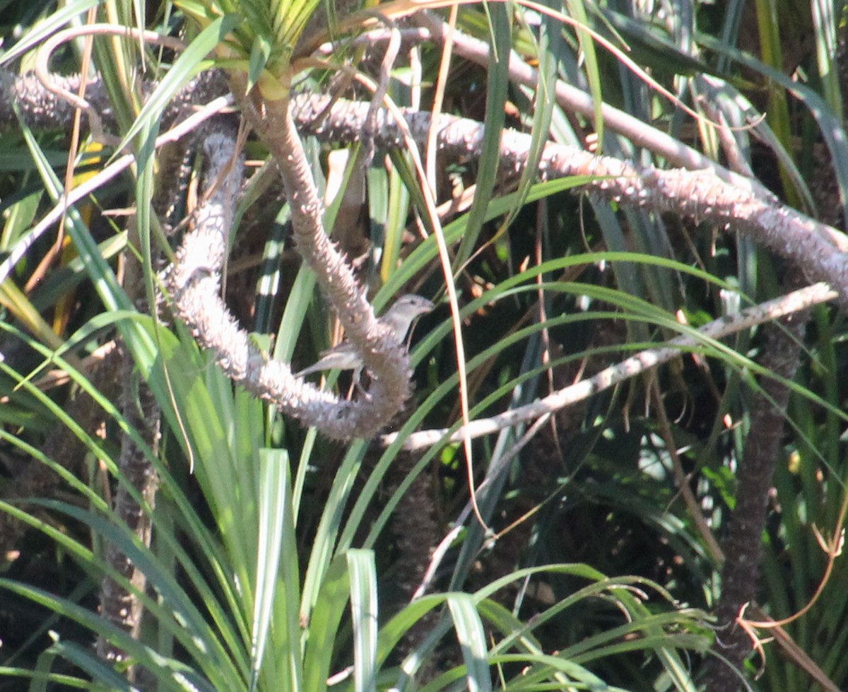Plain-backed Sparrow - ML628967550