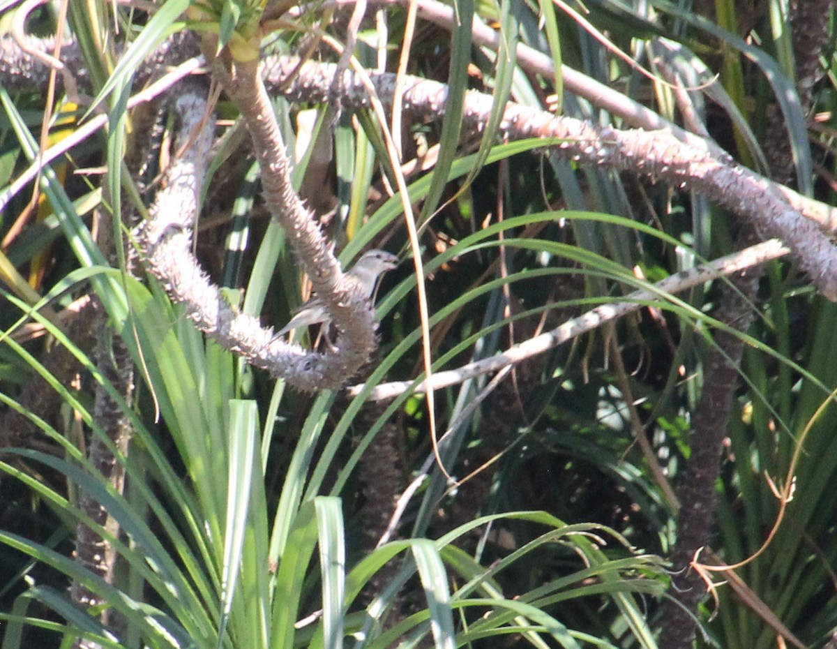 Plain-backed Sparrow - ML628967551
