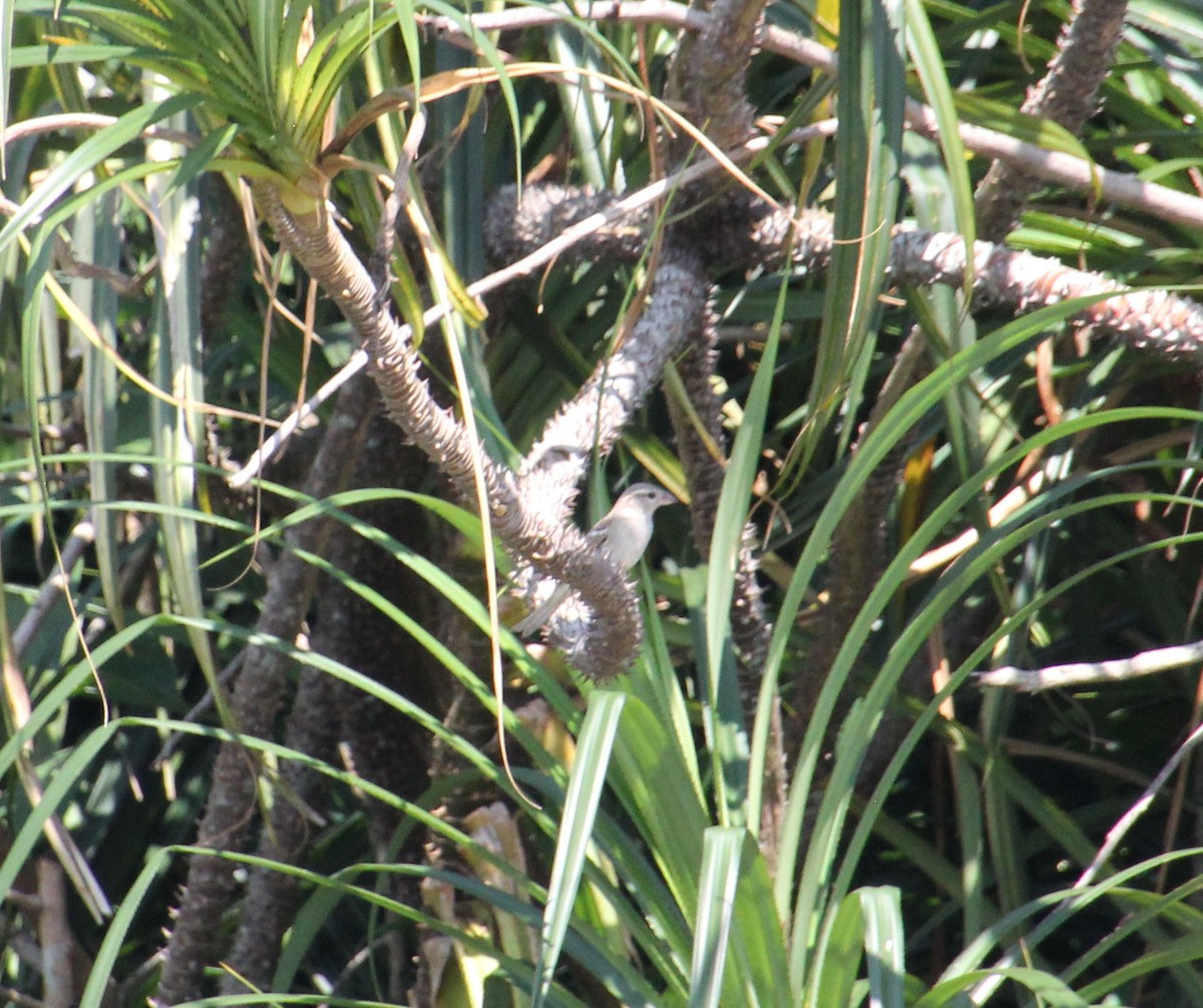 Plain-backed Sparrow - ML628967552