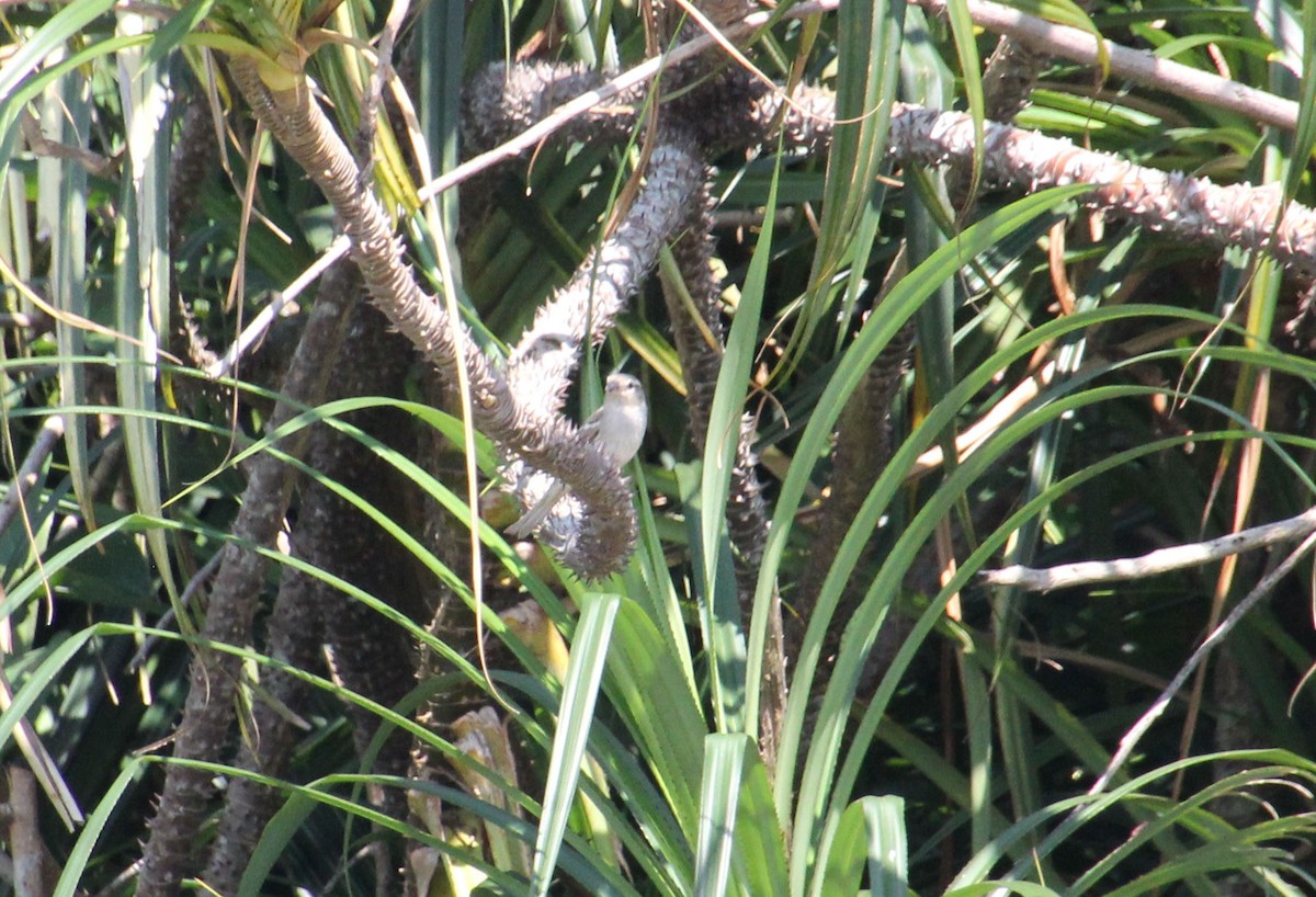 Plain-backed Sparrow - ML628967553
