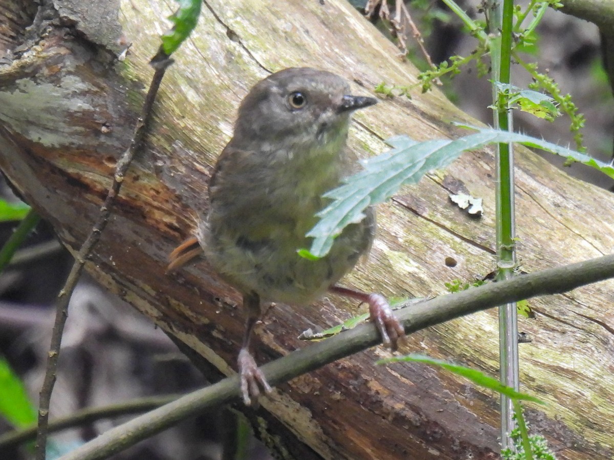 White-browed Scrubwren - ML628967586