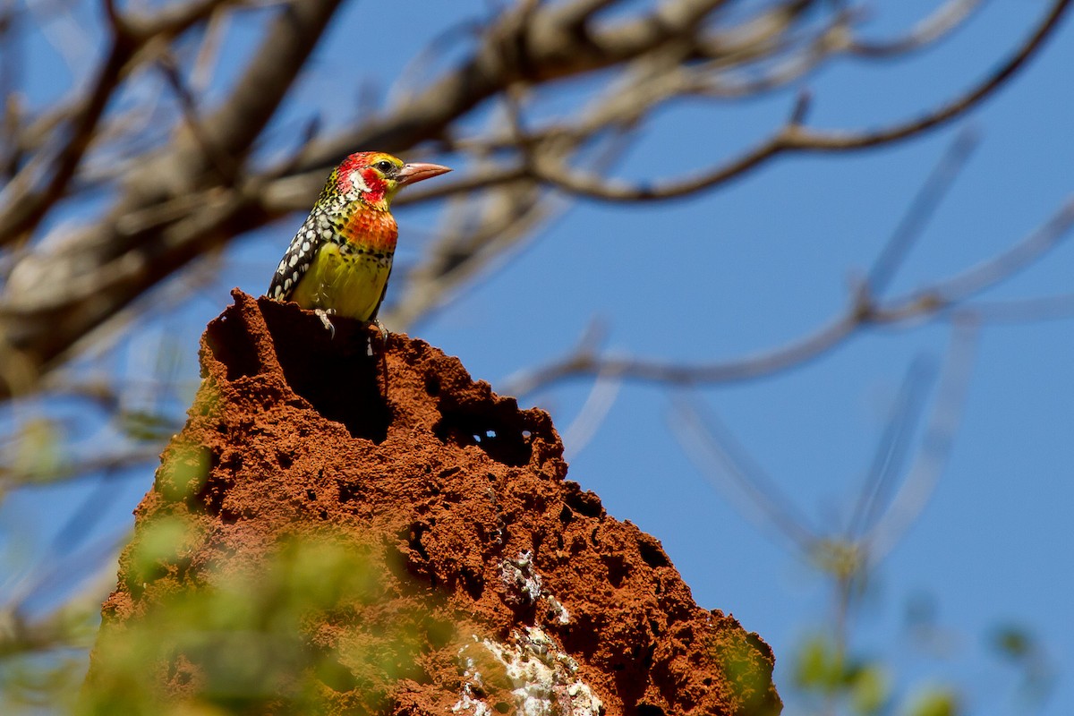 Red-and-yellow Barbet - ML628967589