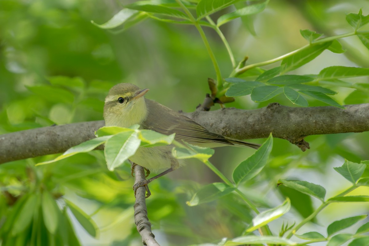 Green Warbler - ML628967593