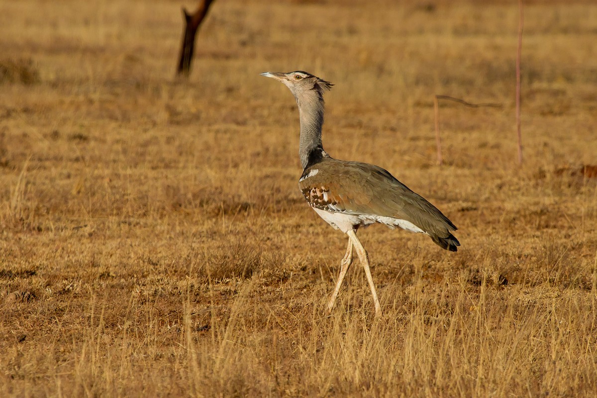 Kori Bustard - ML628967613