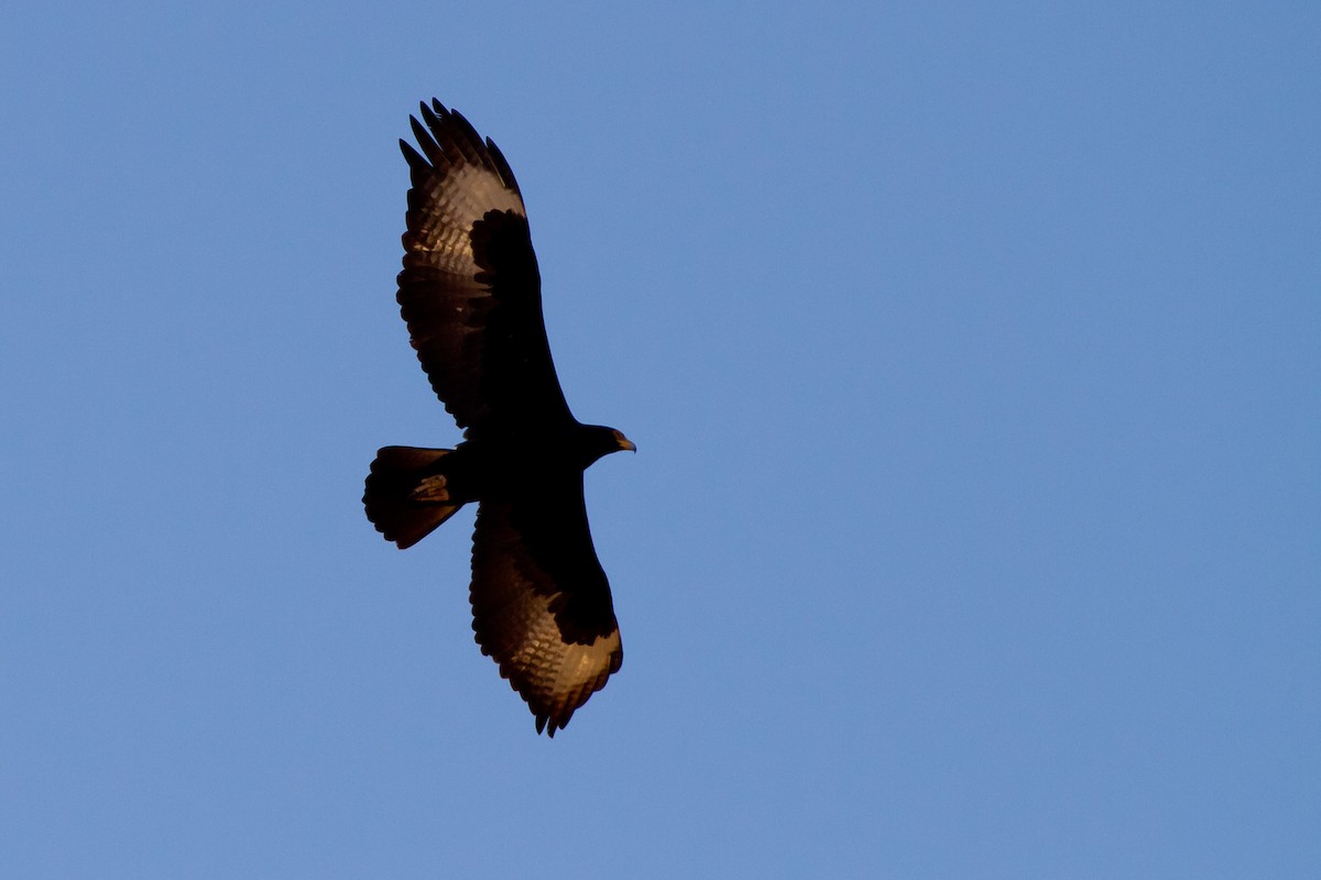 Verreaux's Eagle - ML628967670