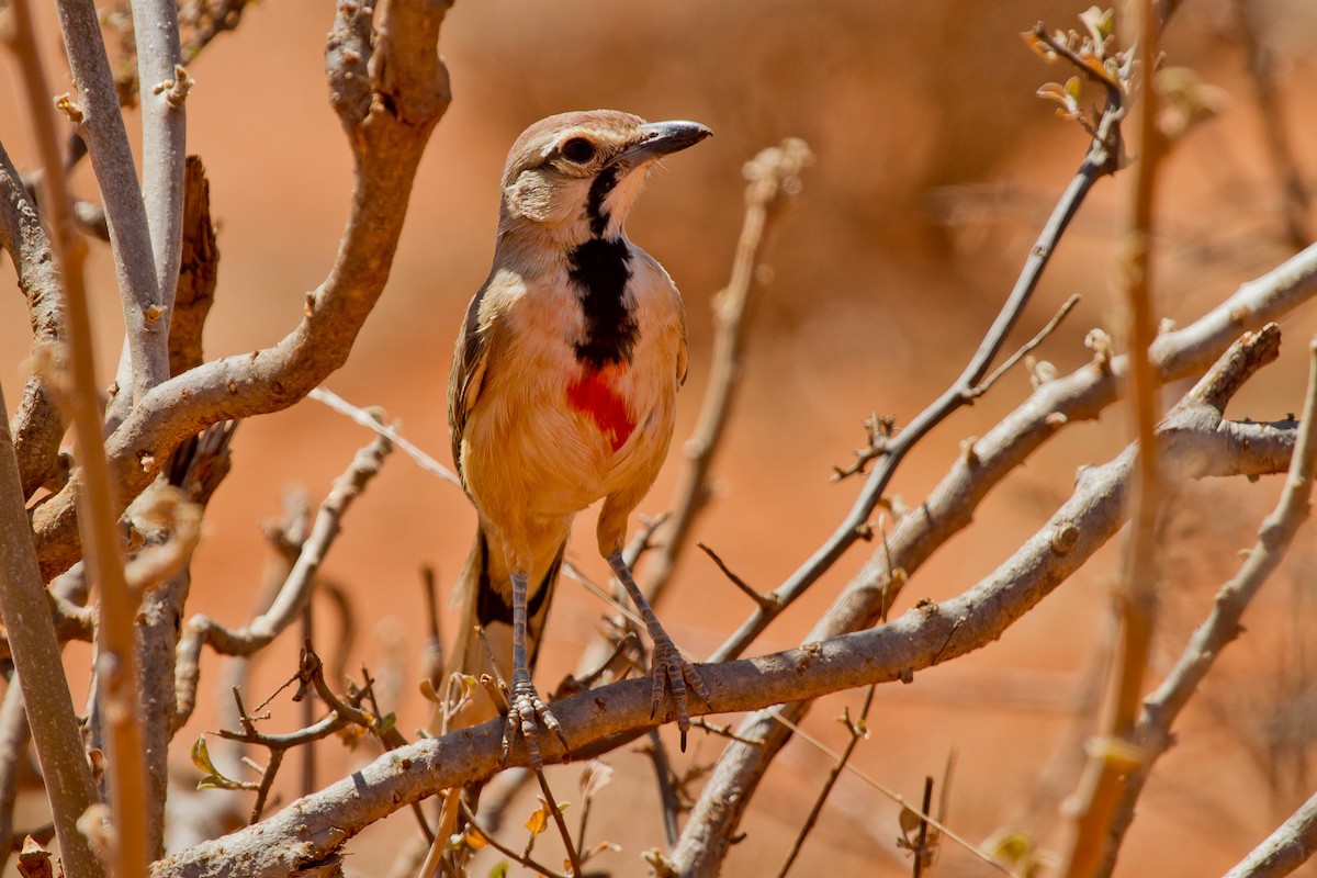Rosy-patched Bushshrike - ML628967678