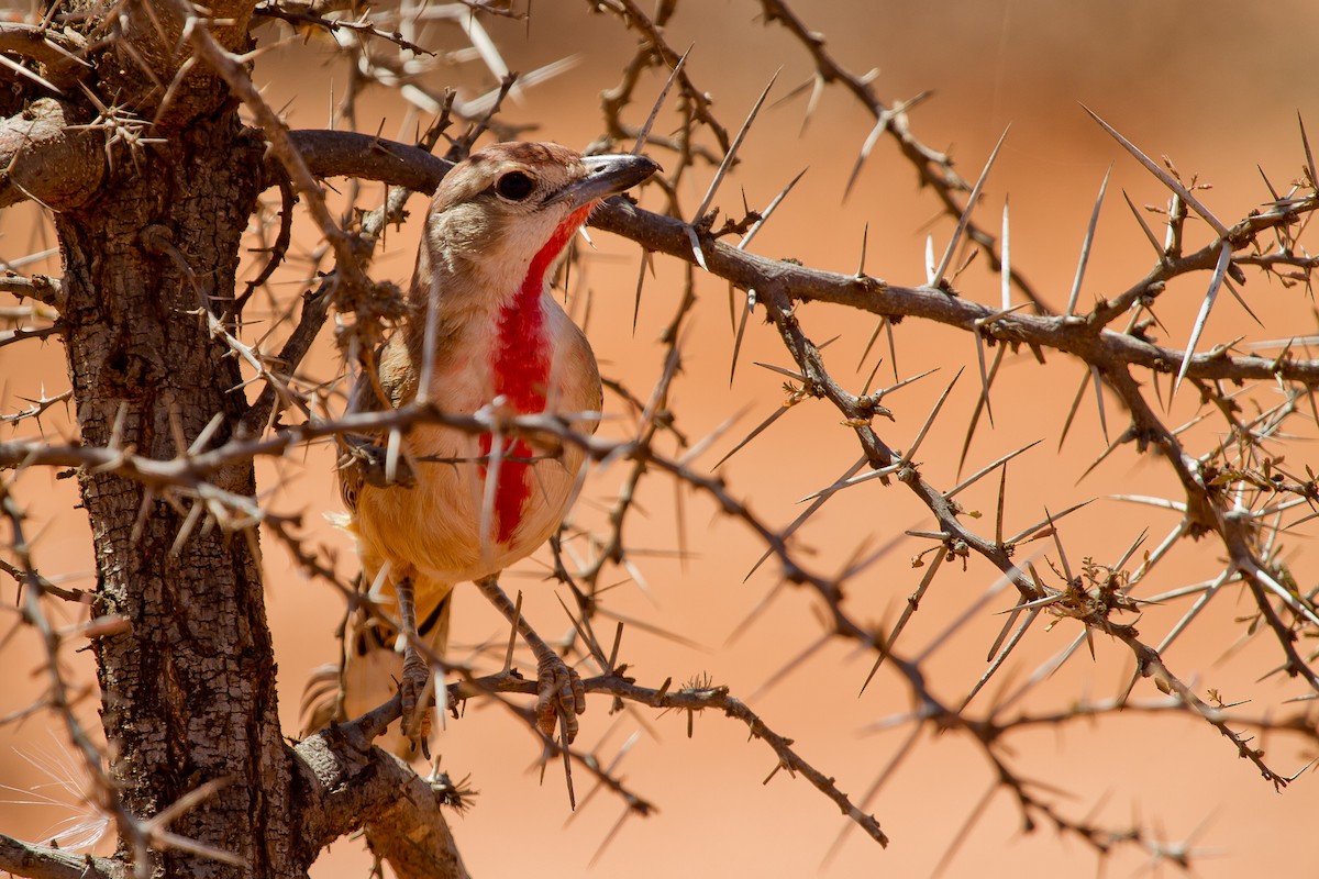 Rosy-patched Bushshrike - ML628967679