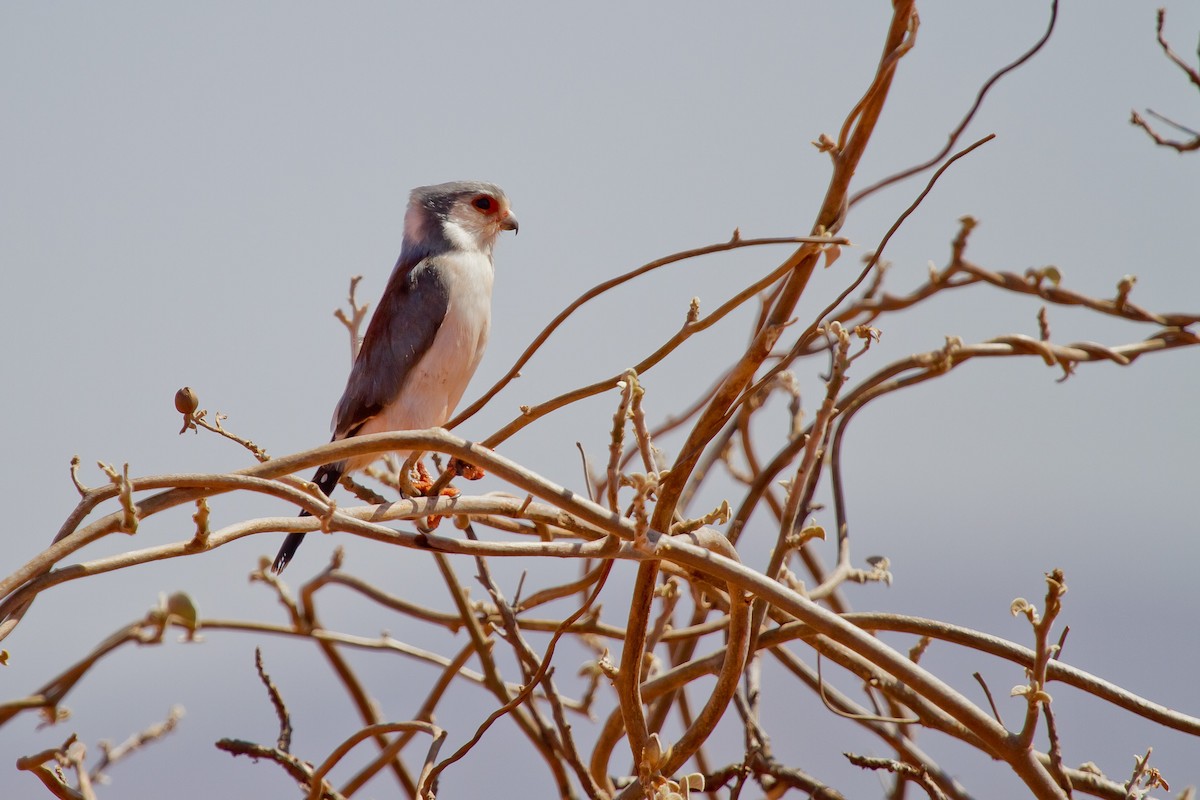 Pygmy Falcon - ML628967680