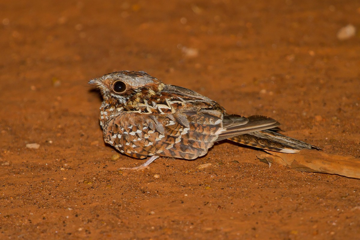 Donaldson Smith's Nightjar - ML628967689