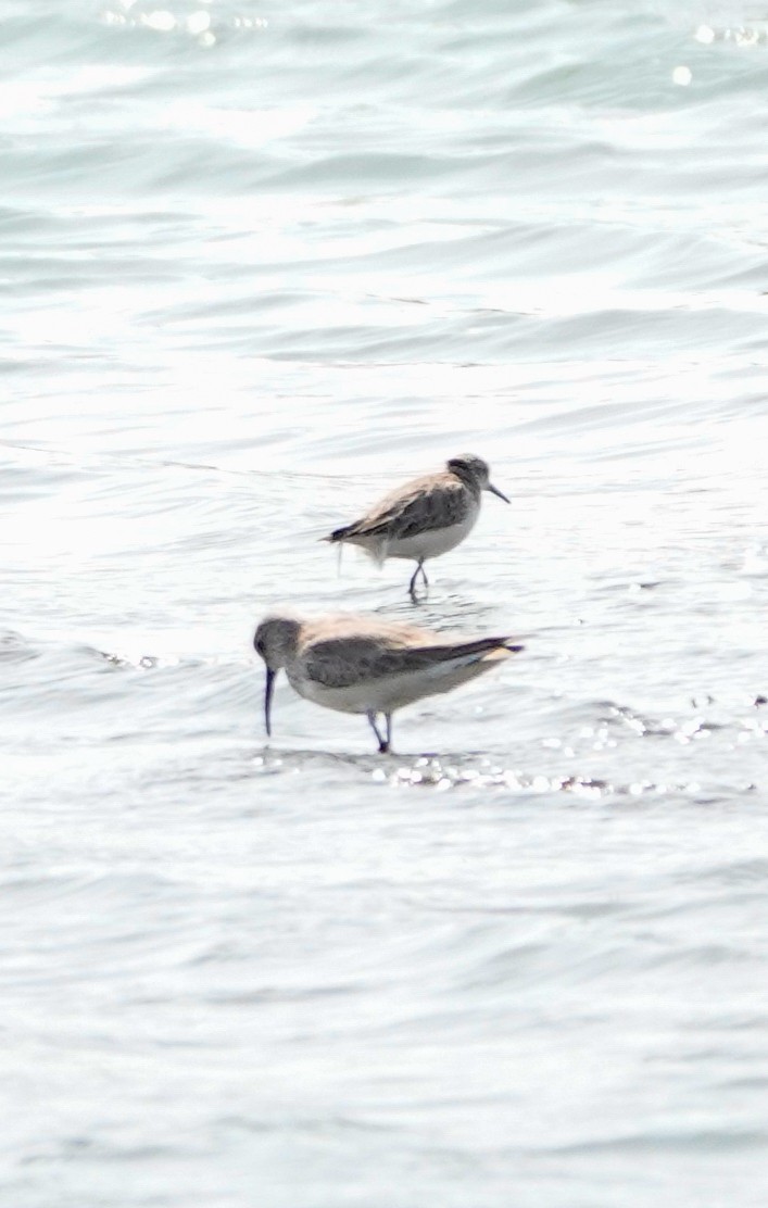 Curlew Sandpiper - ML628967691