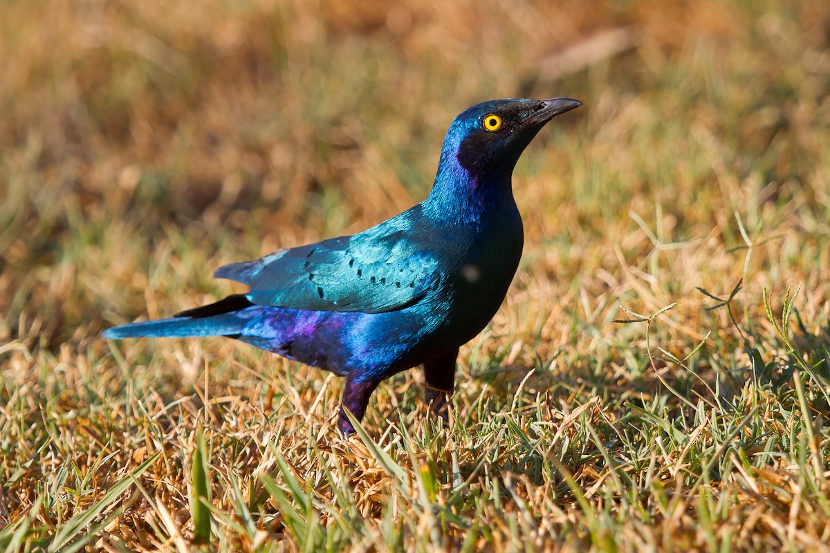 Greater Blue-eared Starling - ML628967733