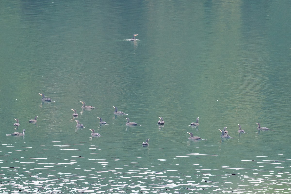 Great Cormorant - ML628967913