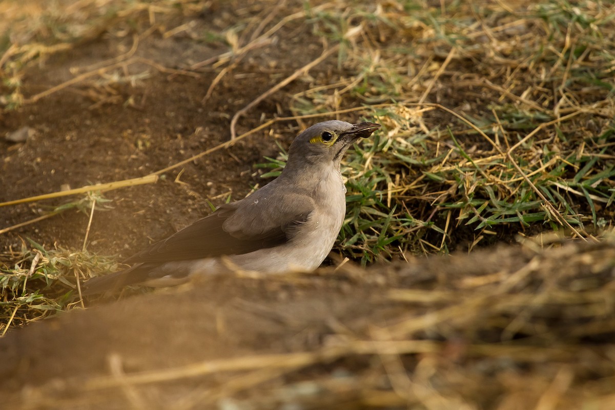 Wattled Starling - ML628967920