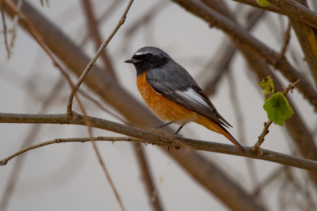 Common Redstart - ML628967922