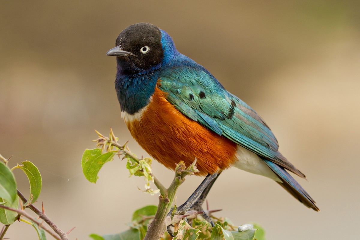 Superb Starling - ML628967932