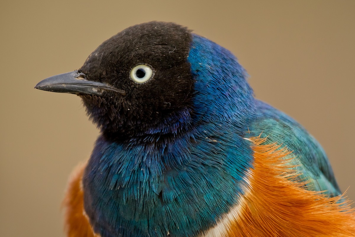 Superb Starling - ML628967938