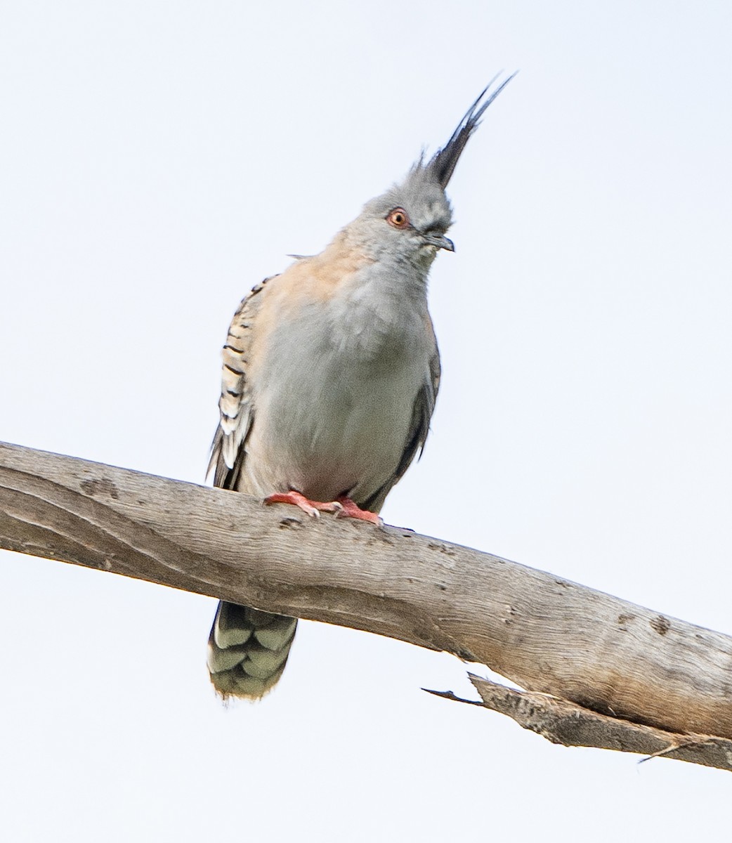 Crested Pigeon - ML628967939