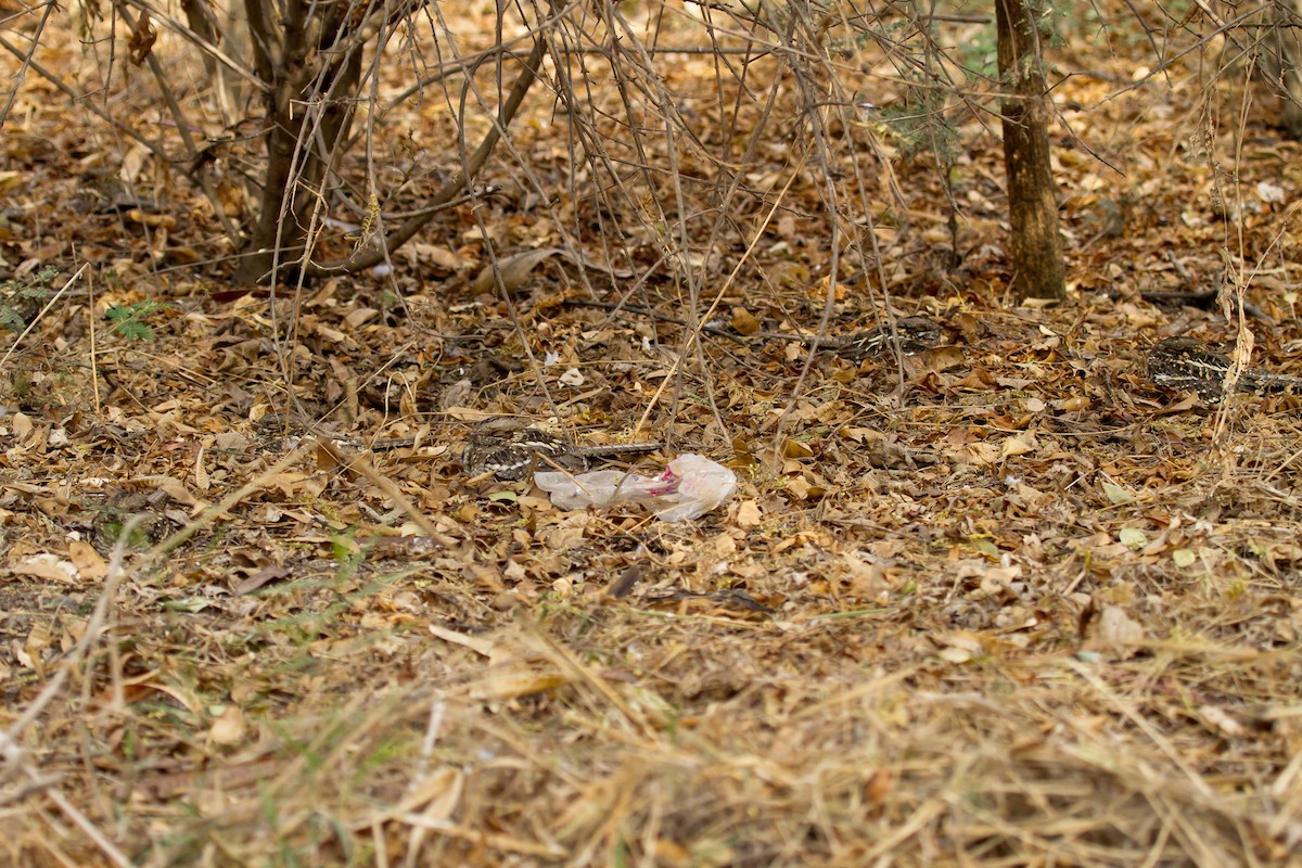 Slender-tailed Nightjar - ML628967943