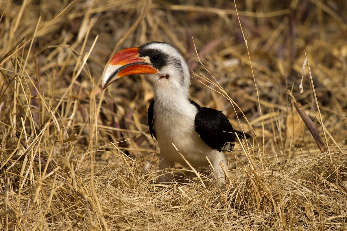 Von der Decken's Hornbill - ML628967948