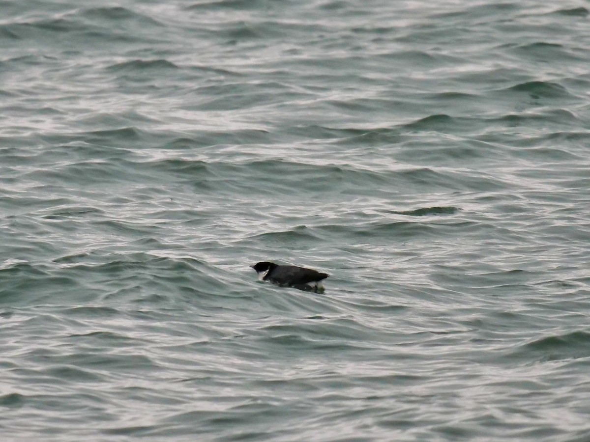 Ancient Murrelet - ML628968117