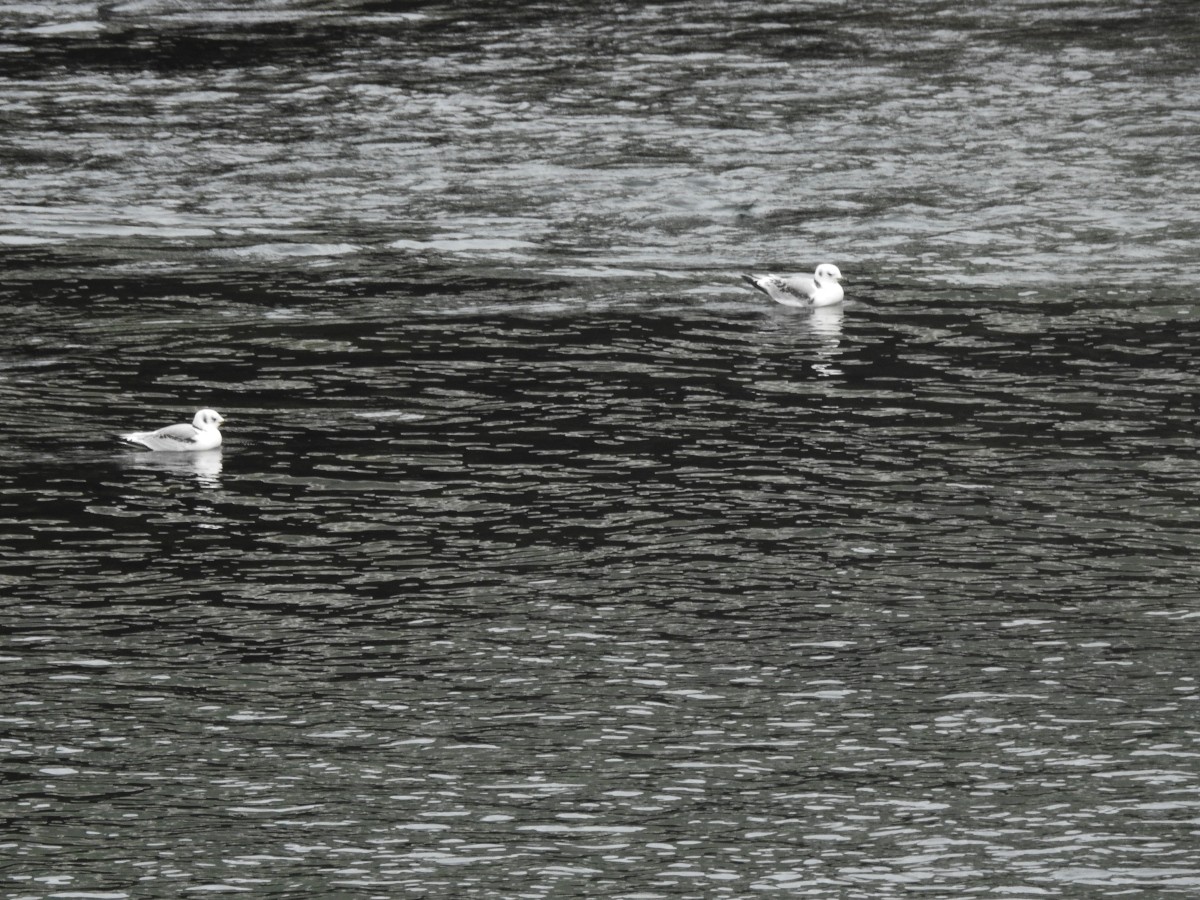 Black-legged Kittiwake - ML628968126
