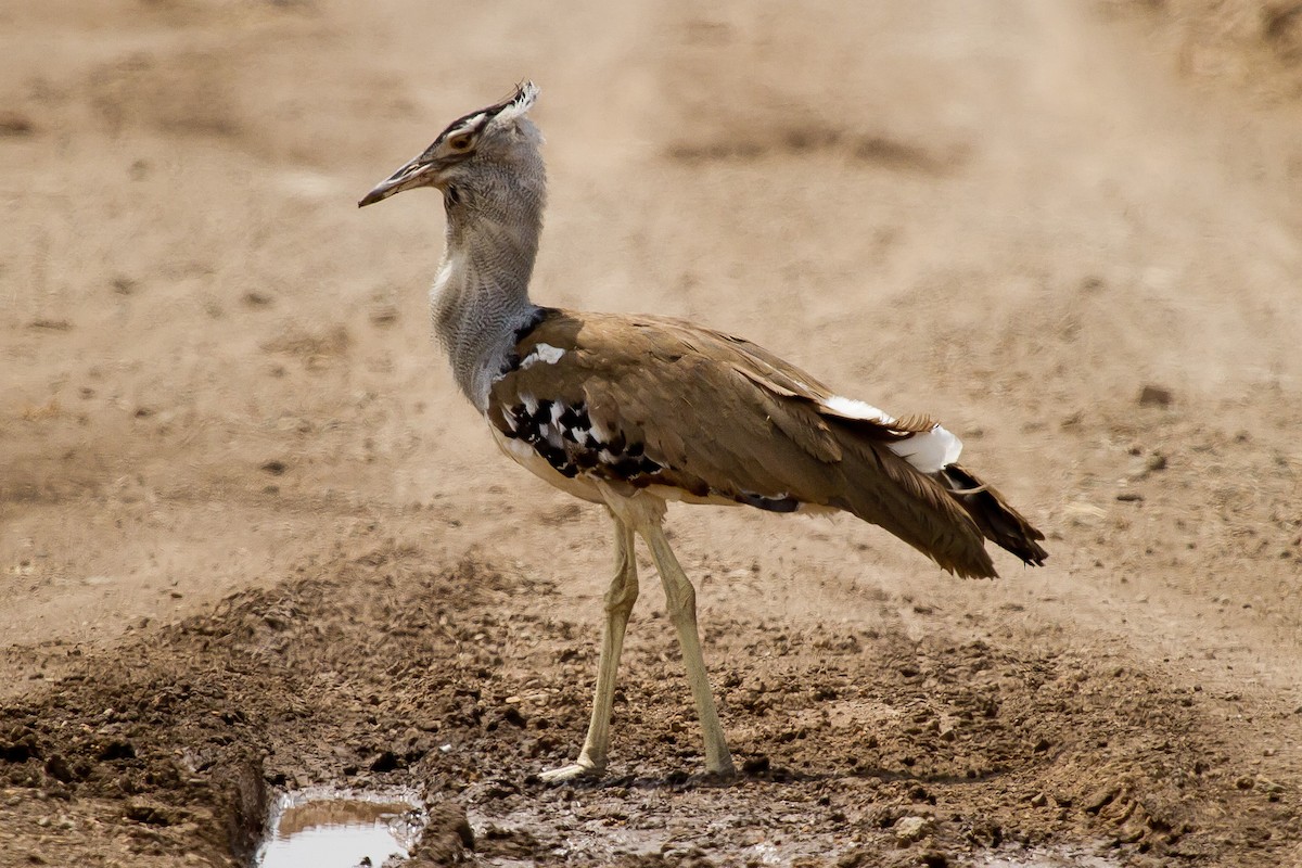 Kori Bustard - ML628968145