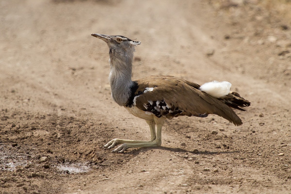 Kori Bustard - ML628968146