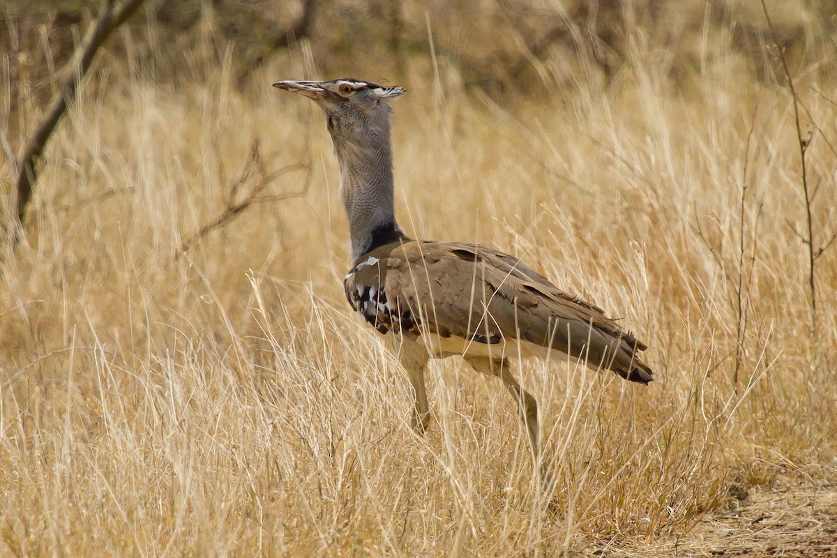 Kori Bustard - ML628968147