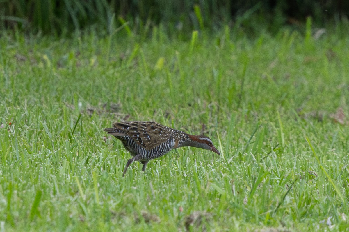 Buff-banded Rail - ML628968171