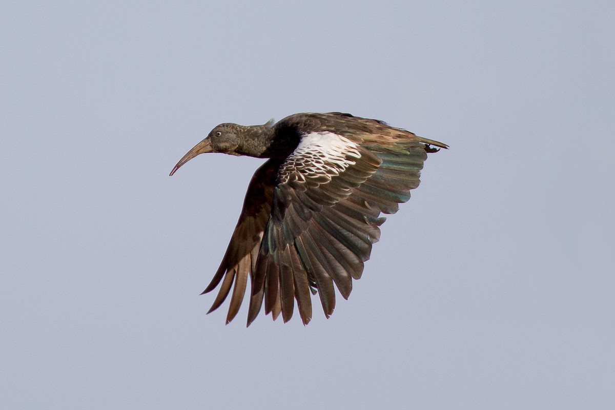 Ibis caronculé - ML628968187
