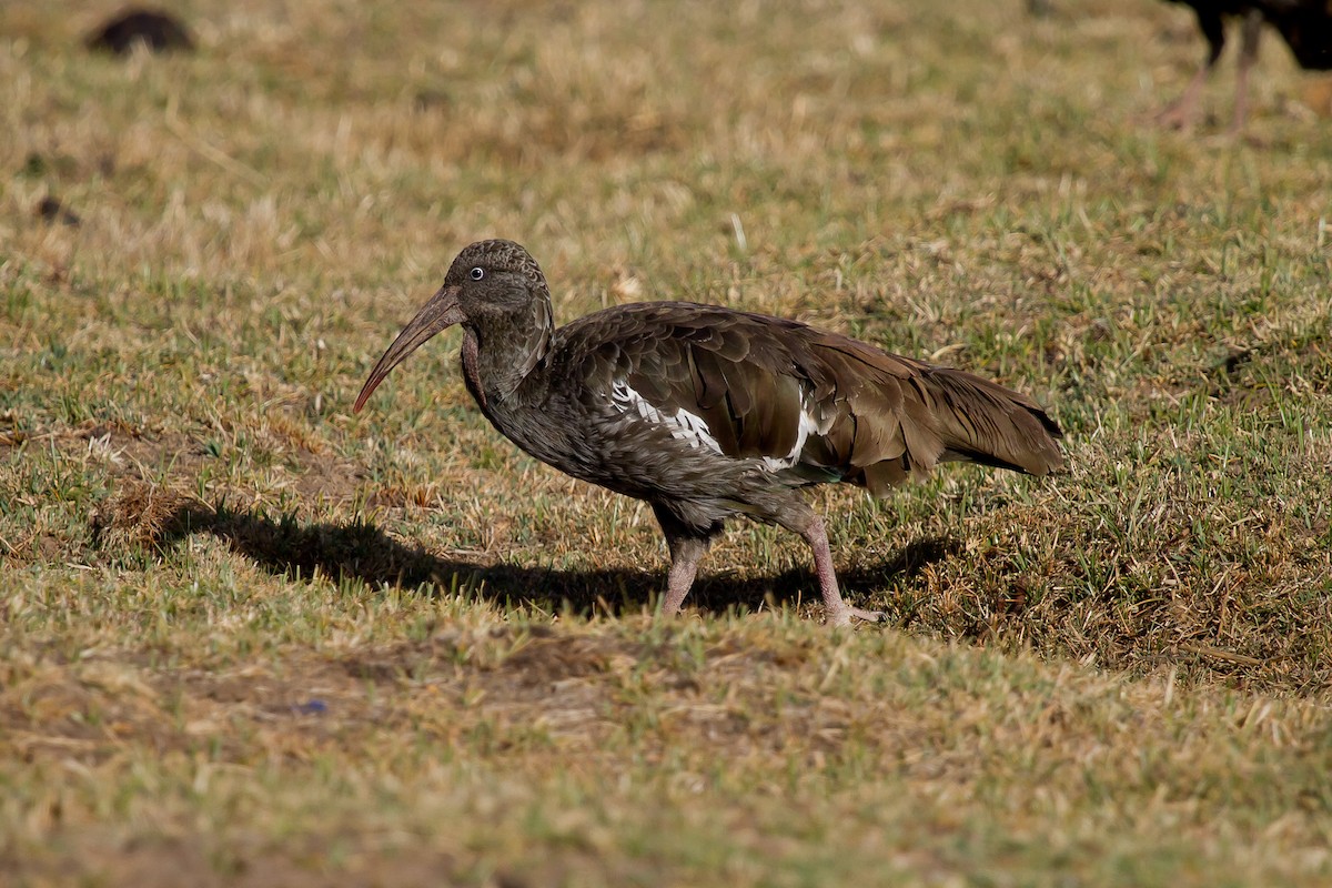 Ibis caronculé - ML628968188
