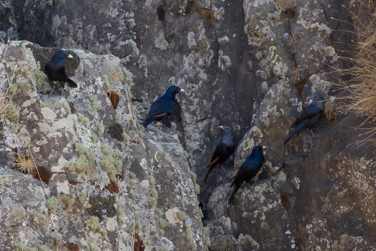 White-billed Starling - ML628968195
