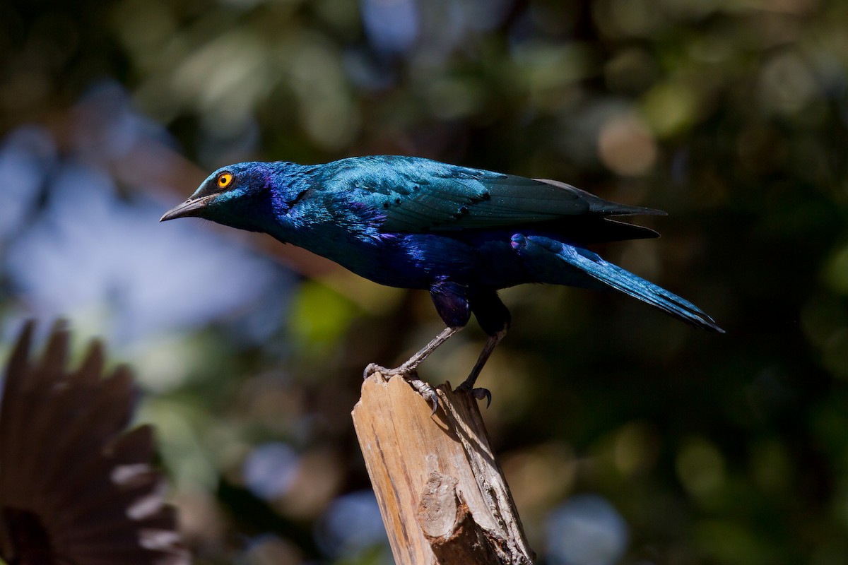 Greater Blue-eared Starling - ML628968267